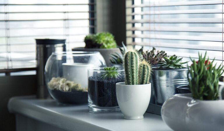 Quelle plante d’intérieur pour une salle de bain sans fenêtre ?