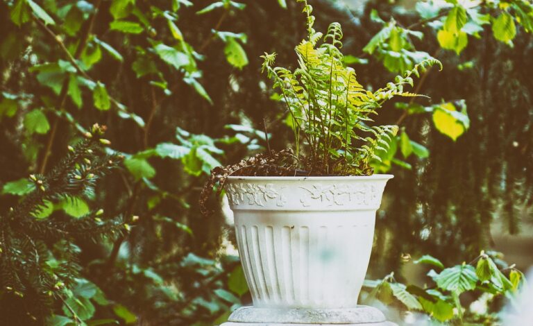 Quelles plantes choisir pour un balcon à l’ombre ?