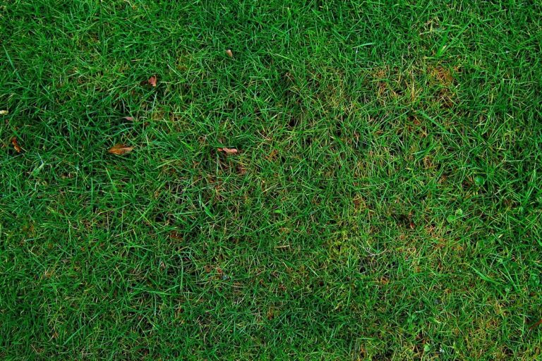 Quel gazon choisir pour son jardin selon l’usage et l’exposition