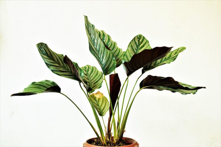 Plantes d’intérieur faciles d’entretien : le guide complet